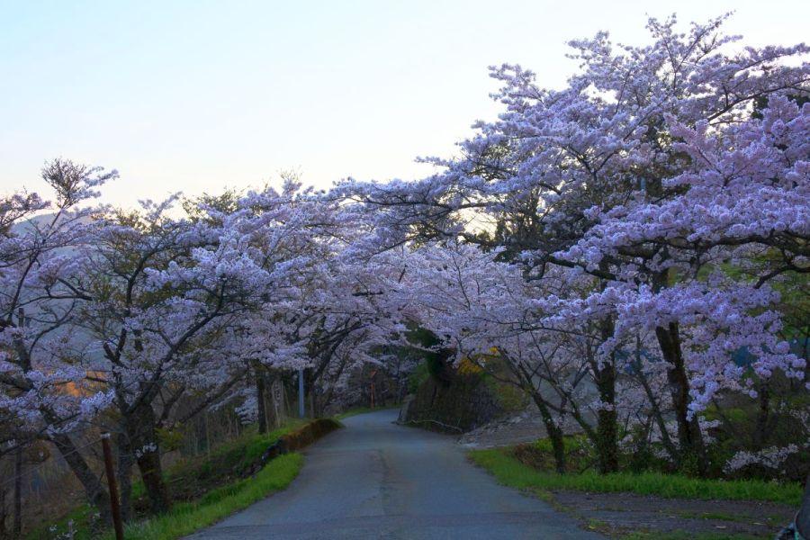 kyobashira014.jpg